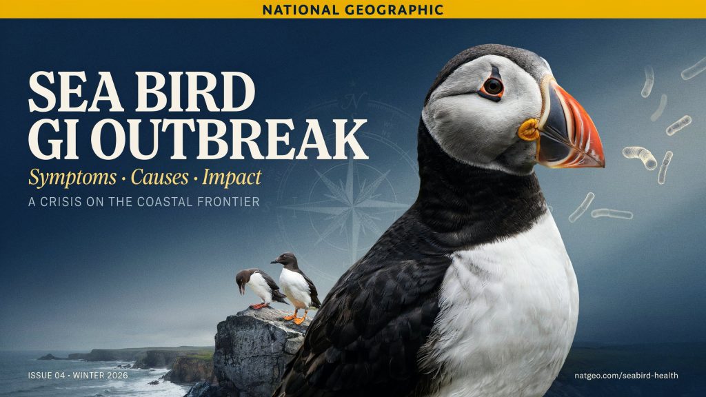 National Geographic Sea Bird GI Outbreak | Symptoms, Causes and Impact