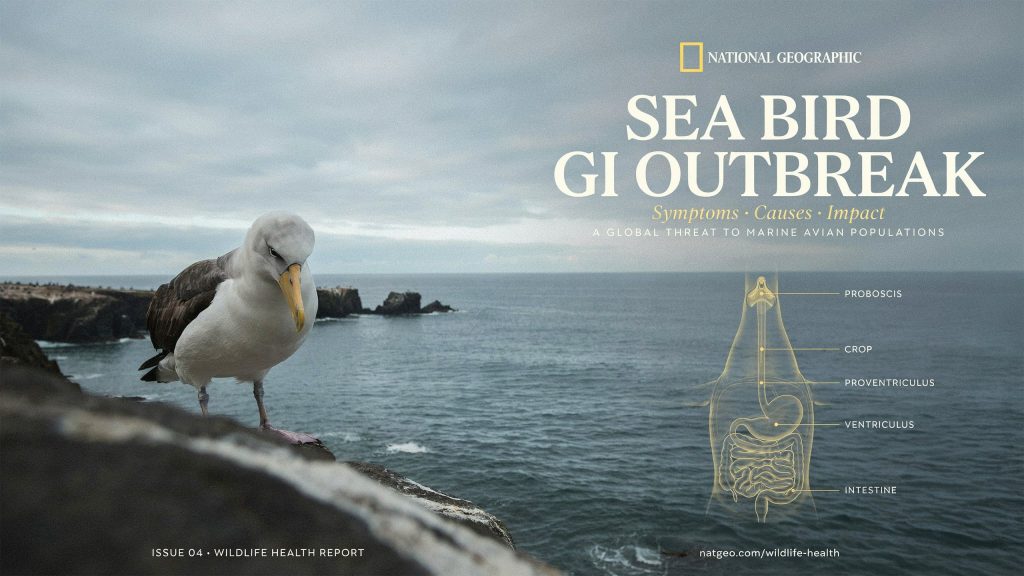 National Geographic Sea Bird GI Outbreak | Symptoms, Causes and Impact